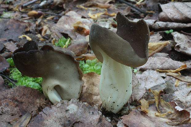 chriapač tmavý Helvella solitaria P. Karst.