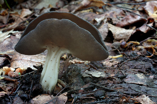 chriapač tmavý Helvella solitaria P. Karst.