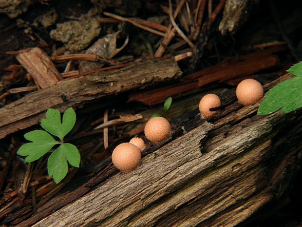 vlčinka červená Lycogala epidendrum (J.C. Buxb. ex L.) Fr.