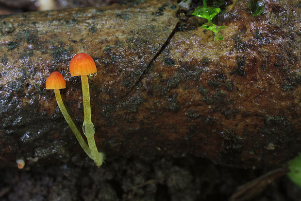 prilbička ihličková Mycena acicula (Schaeff.) P. Kumm.