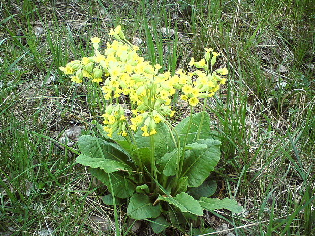 prvosienka jarná Primula veris L.