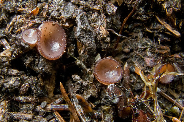 chlpanka Guldenovej Pseudombrophila guldeniae Svrček