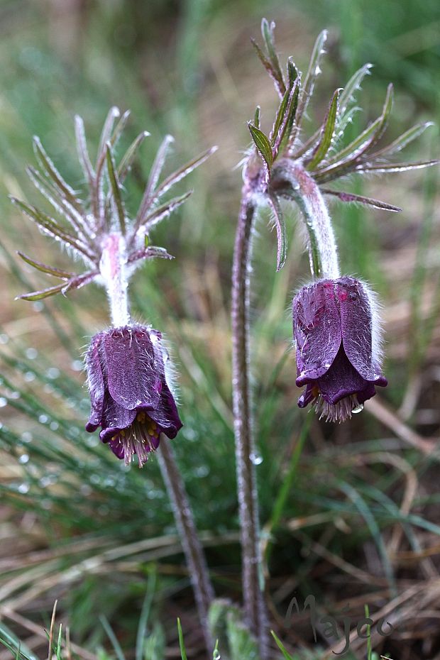 poniklec maďarský Pulsatilla x magyarica J. Wagner