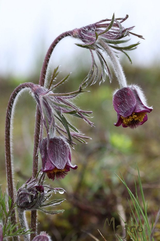 poniklec maďarský Pulsatilla x magyarica J. Wagner