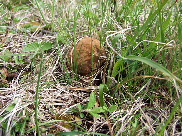 hríb zrnitohlúbikový Sutorius luridiformis (Rostk.) G. Wu & Zhu L. Yang