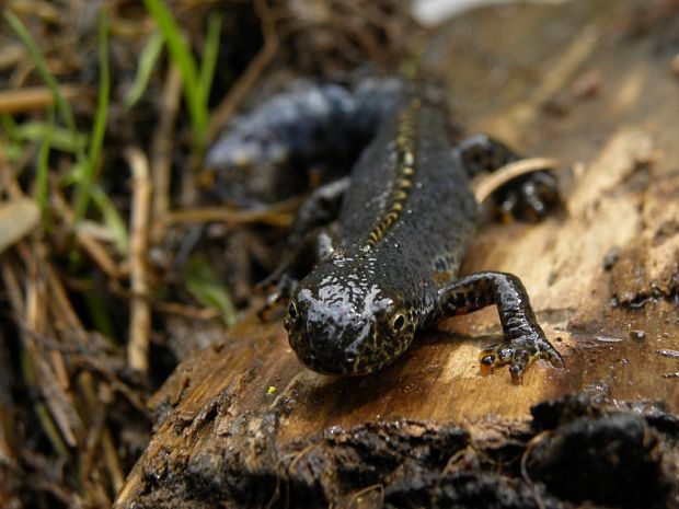 mlok vrchovský Triturus alpestris