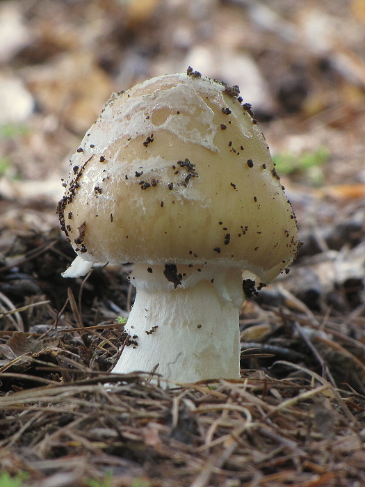 muchotrávka Amanita sp.