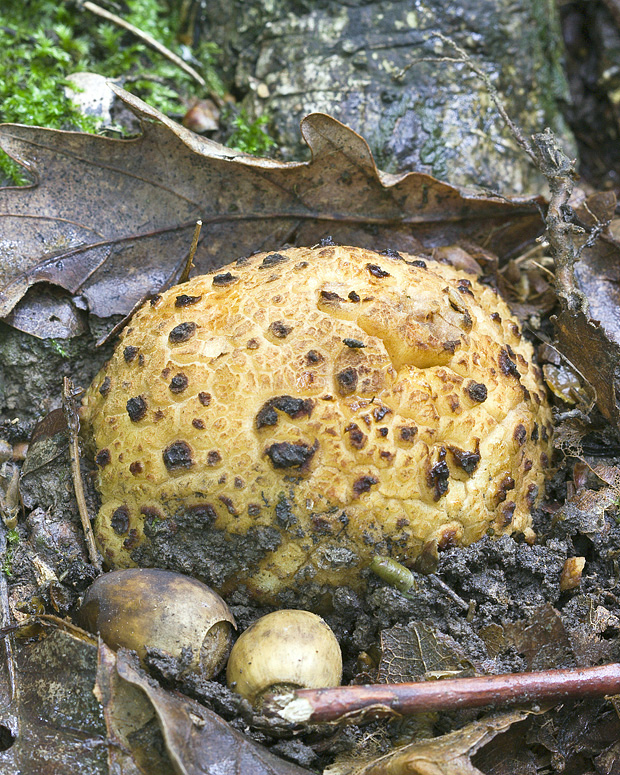 hrčiarky bezkrídlej  Biorhiza pallida  Olivier, 1791