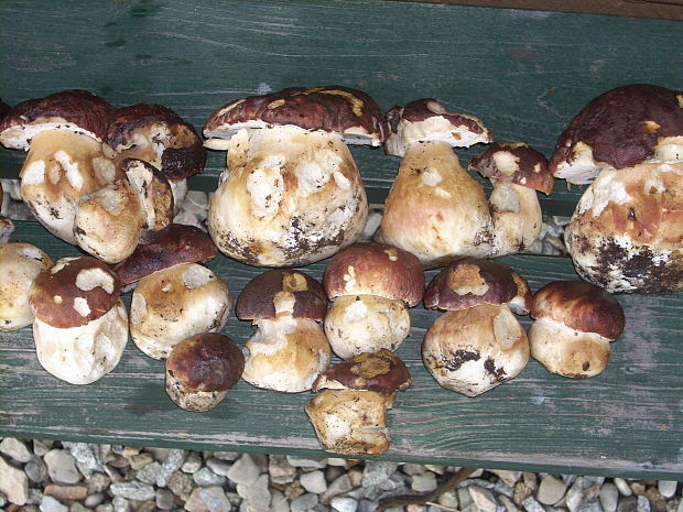 hríb sosnový Boletus pinophilus Pil. et Dermek in Pil.