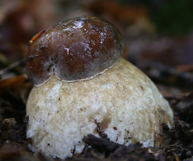 hríb dubový Boletus reticulatus Schaeff.