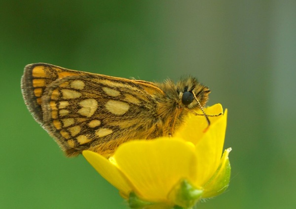 súmračník skorocelový Carterocephalus palaemon