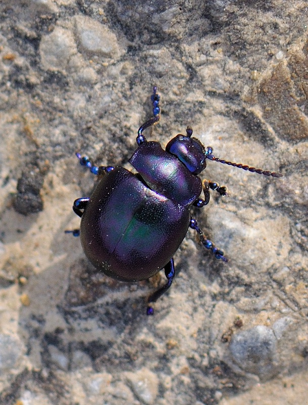 liskavka Chrysolina varians