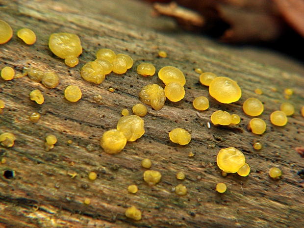 slzovec  Dacrymyces sp.