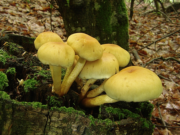 strapcovka zväzkovitá Hypholoma fasciculare (Huds.) P. Kumm.