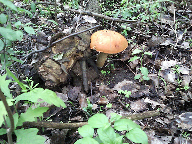 kozák osikový Leccinum albostipitatum den Bakker & Noordel.