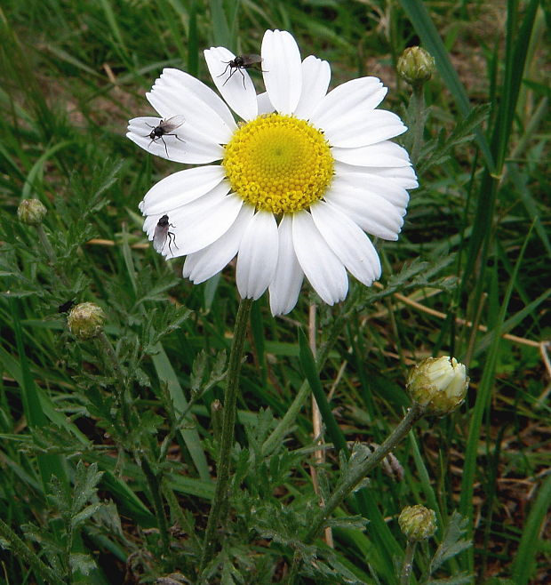 margaréta biela Leucanthemum vulgare Lam.