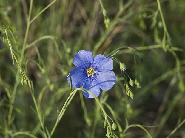 ľan rakúsky Linum austriacum L.