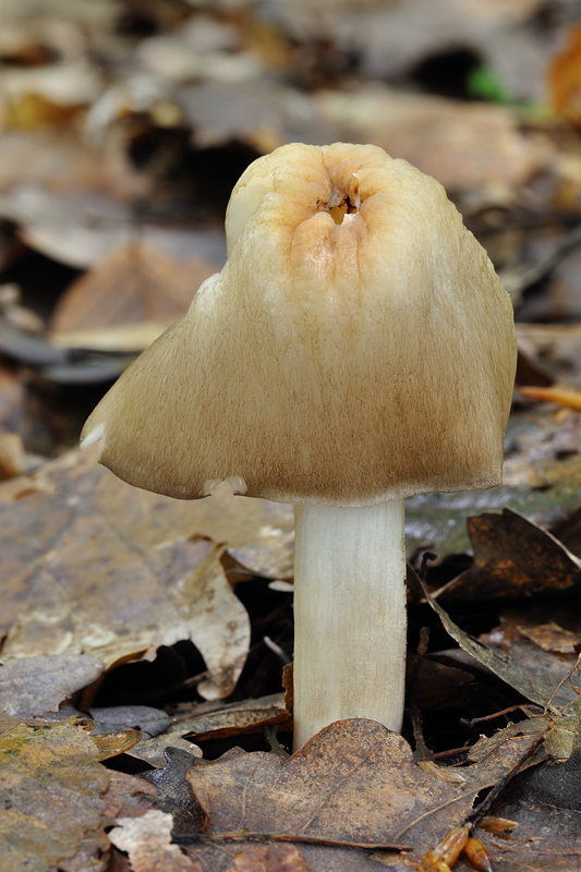 povraznica širokolupeňová Megacollybia platyphylla (Pers.) Kotl. & Pouzar