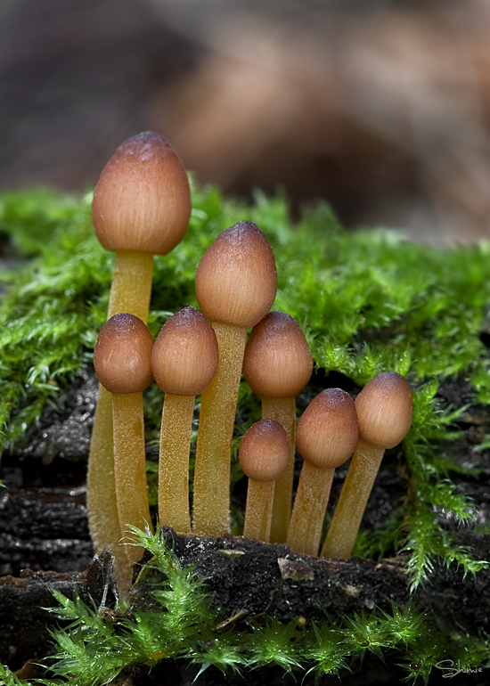 prilbička žltohlúbiková Mycena renati Quél.