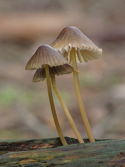 prilbička Mycena sp.