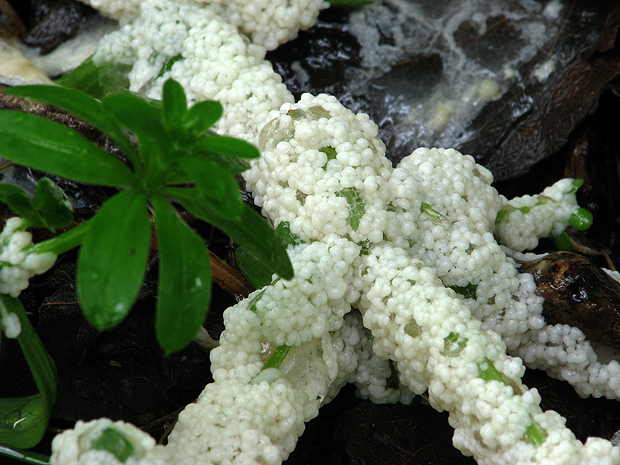 slizovka Myxomycetes