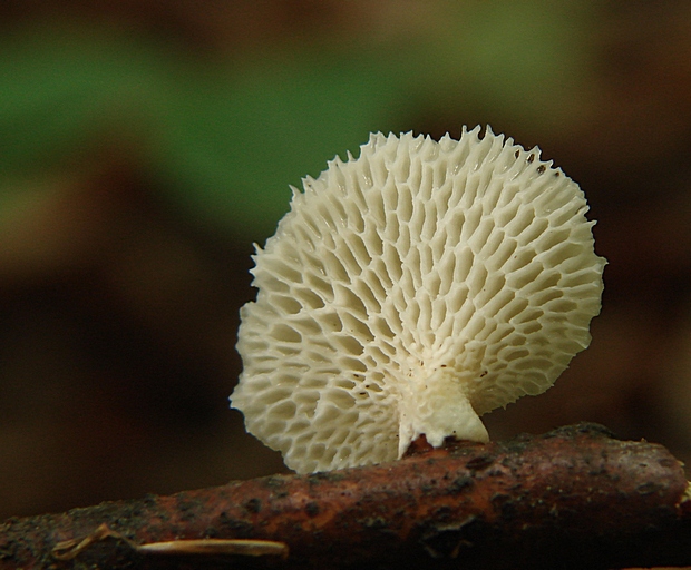 trúdnik veľkopórový Neofavolus alveolaris (DC.) Sotome & T. Hatt.