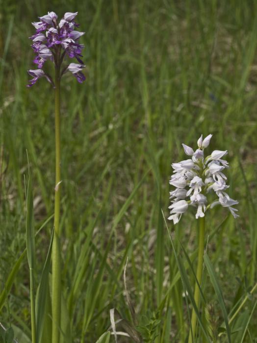 vstavač vojenský-apochromia Orchis militaris L.