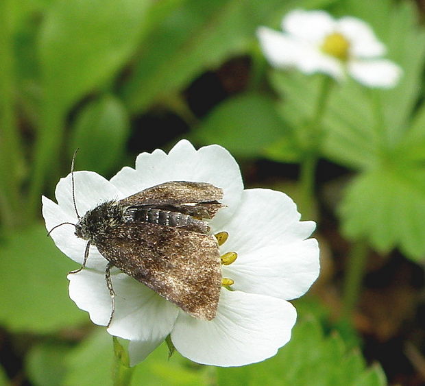 sivkavec rožcový Panemeria tenebrata Scopoli, 1763