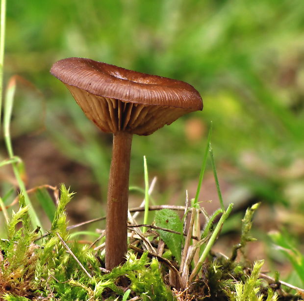 strmulica čiaškovitá Pseudoclitocybe cyathiformis (Bull.) Singer