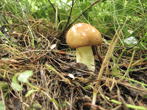 masliak zrnitý Suillus granulatus (L.) Roussel