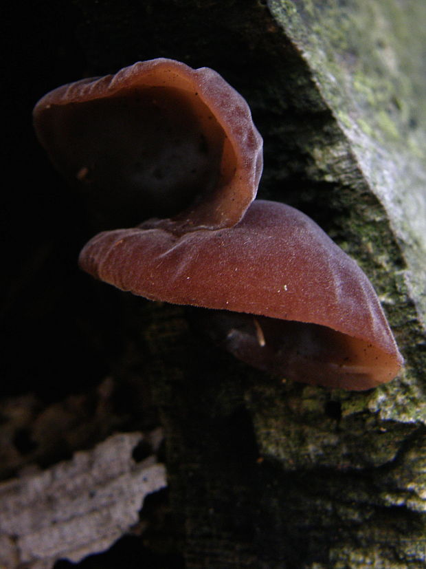 uchovec bazový  Auricularia auricula-judae (Bull.) Quél.