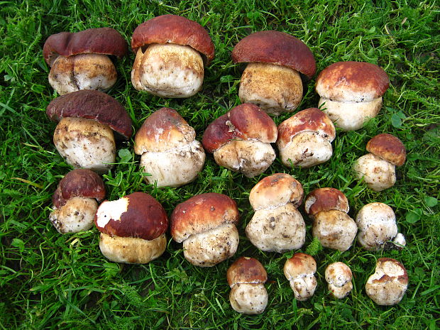 hríb smrekový, sosnový??? Boletus edulis Bull.