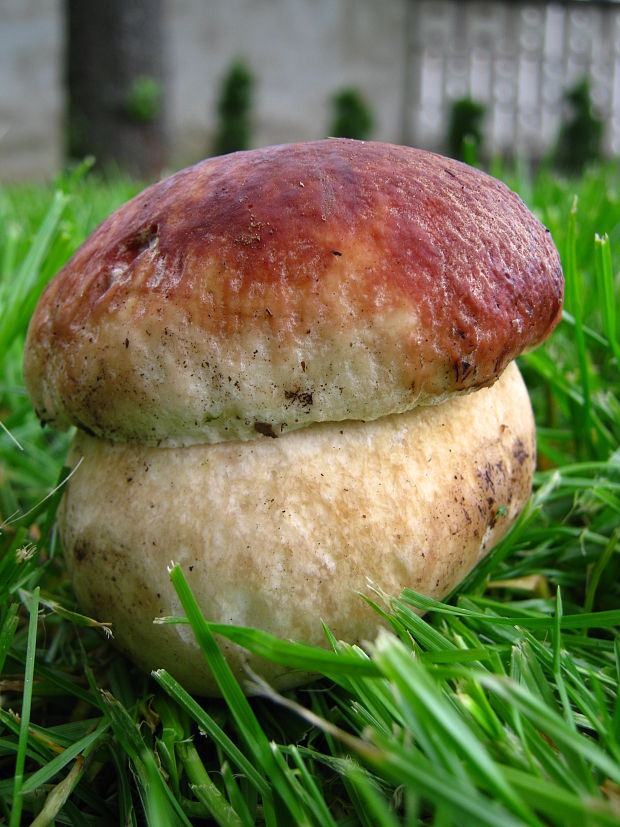 hríb sosnový Boletus pinophilus Pil. et Dermek in Pil.