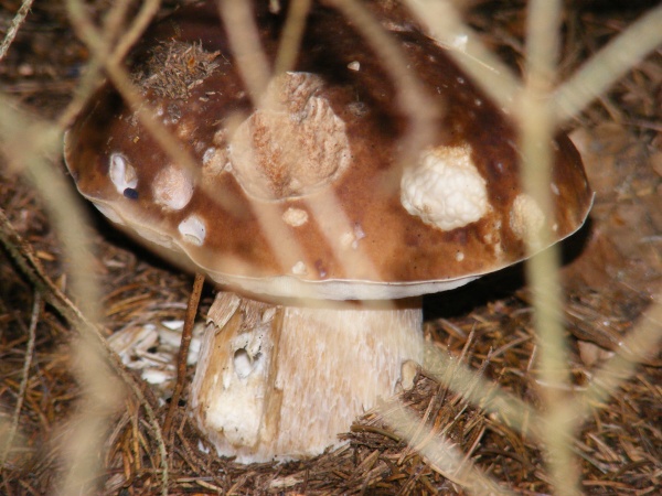 hríb dubový Boletus reticulatus Schaeff.