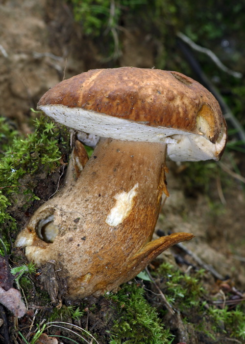 hríb dubový Boletus reticulatus Schaeff.