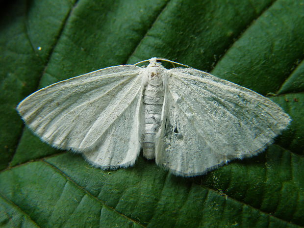 lisnatka biela Cabera pusaria