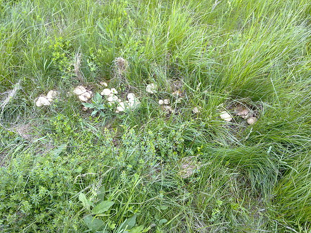 čírovnica májová Calocybe gambosa (Fr.) Donk