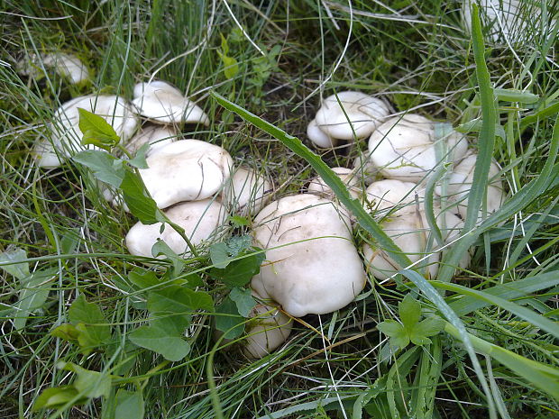 čírovnica májová Calocybe gambosa (Fr.) Donk