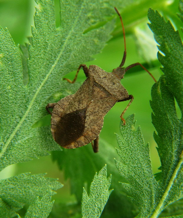 obrubnica štiavova Coreus marginatus