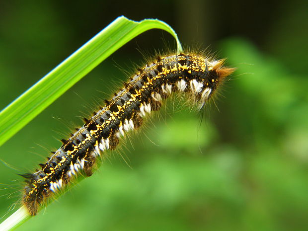 priadkovec trávovy Euthrix potatoria