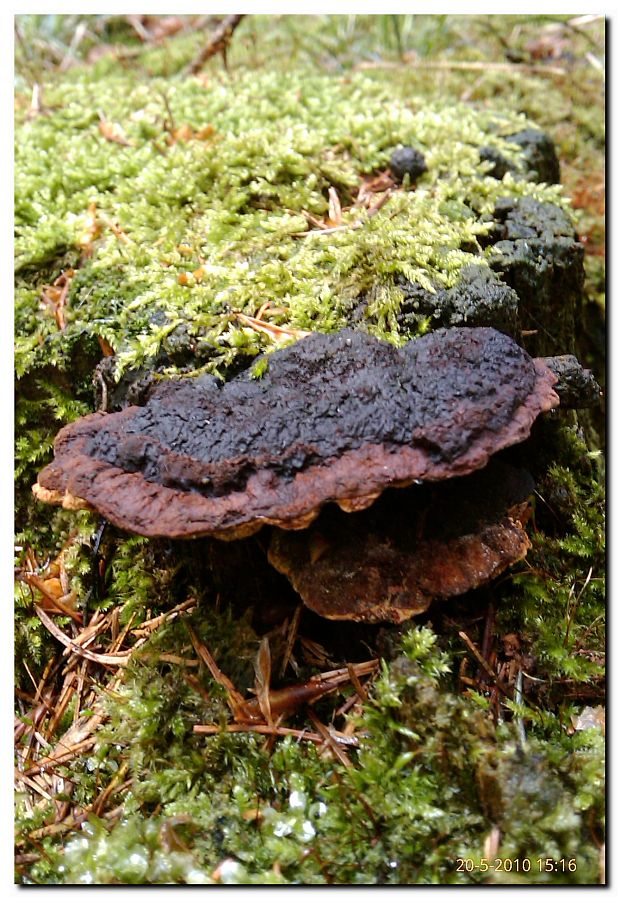 trámovka anízová Gloeophyllum odoratum (Wulfen) Imazeki