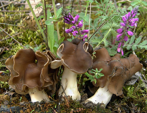 chriapač pieskomilný Helvella leucopus Pers.