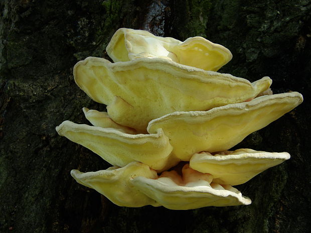 sírovec obyčajný  Laetiporus sulphureus (Bull.) Murrill