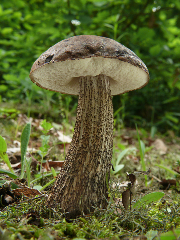 kozák brezový Leccinum scabrum (Bull.) Gray