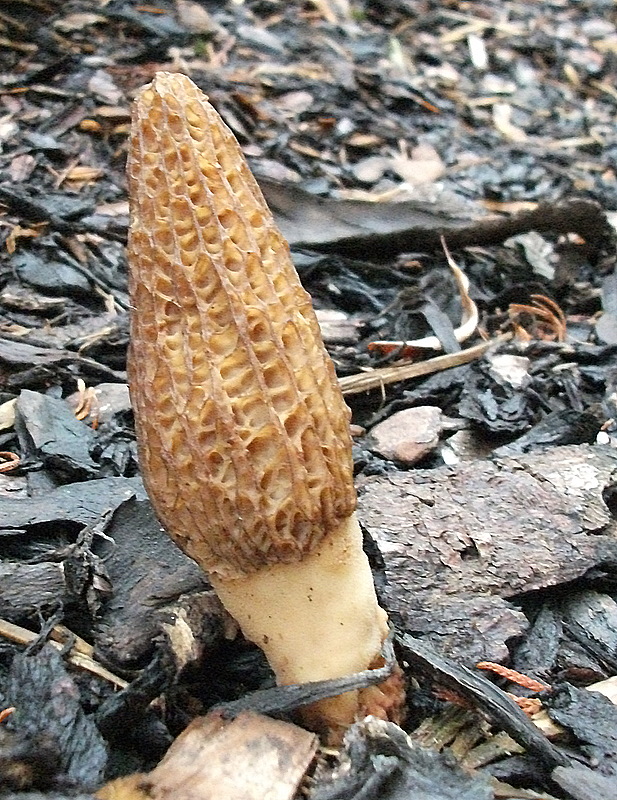 smrčok Morchella sp.