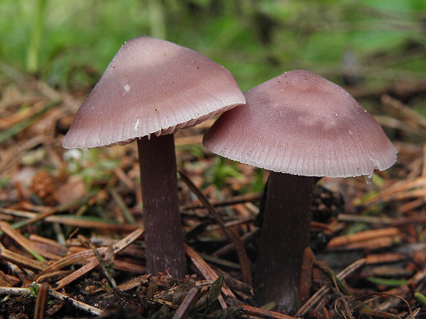 prilbička reďkovková Mycena pura (Pers.) P. Kumm.