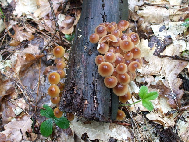 prilbička žltohlúbiková Mycena renati Quél.