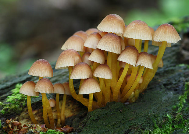 prilbička žltohlúbiková Mycena renati Quél.