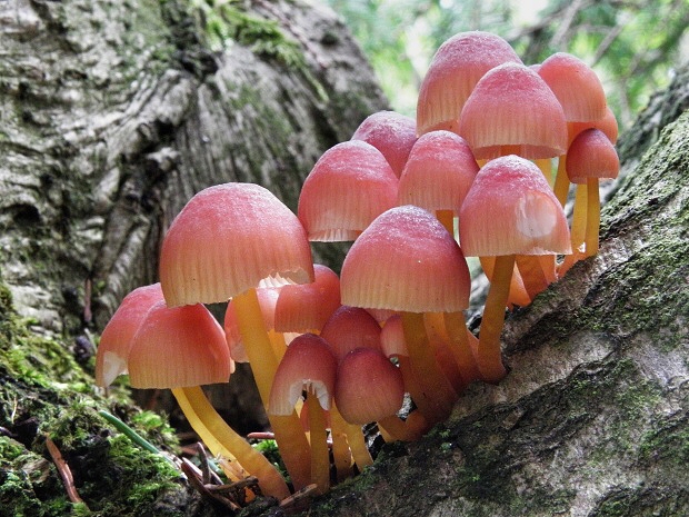 prilbička žltohlúbiková Mycena renati Quél.