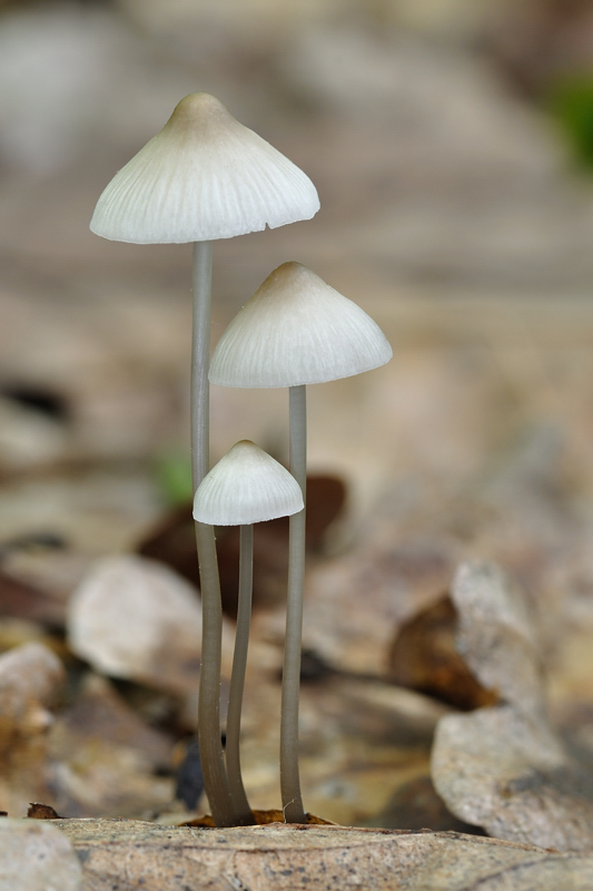 prilbička Mycena sp.